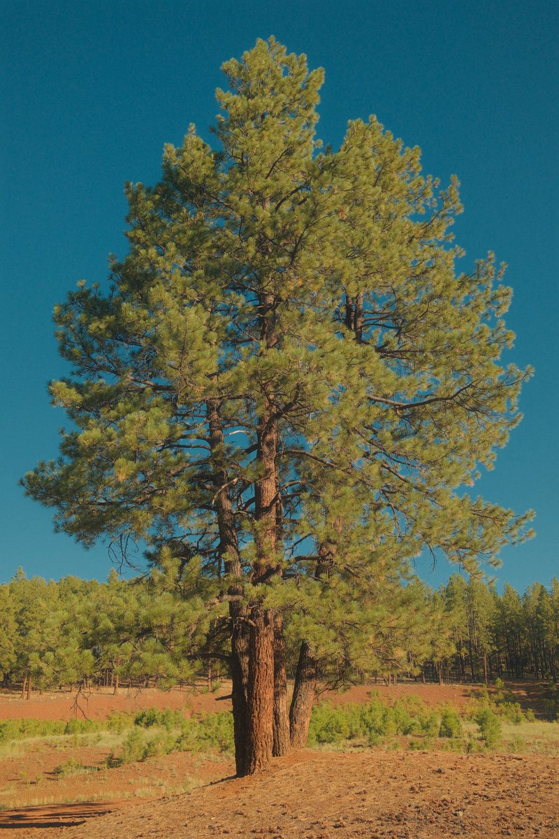 Here we go again… the current admin wants to repeal the Roadless Rule and open 47M+ acres of wilderness to logging and paving through already struggling ecosystems. Leave a comment at the link, 21-day comment period deadline is Sept 19, 2025. 

regulations.gov/document/FS-20…