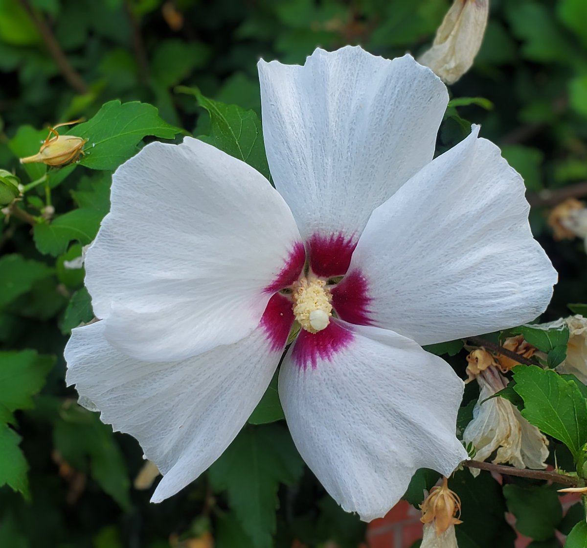 おはようございます
気温 24℃
今日の最高気温 30℃

今朝のお天気は曇り☁️
雨まじりの１日になる予報

朝のウォーキング中
落ちた銀杏の実
色づいたいちじく

まだまだ残暑は厳しいけど
少し秋の気配がするような？

頑張っていきましょう👊
良い週末をお過ごしください☺
#アマチュア無線
#イマソラ