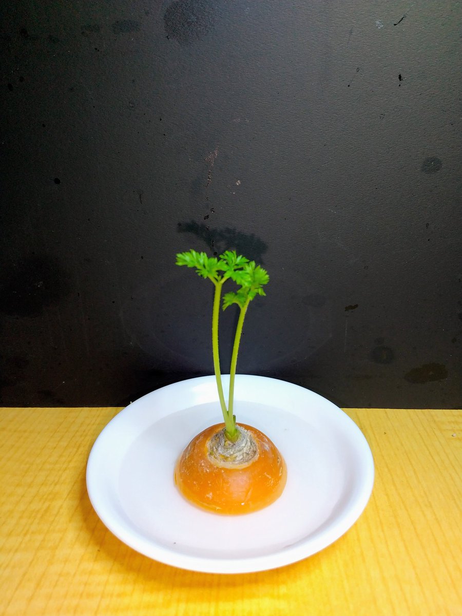 #血圧と人参🥕(9/14)

昨日…115/80/86

今日…118/79/79

血圧👍心拍数👍

SpO2…98👍

昨夜の酒量…日本酒400ml
 
※血圧…2回計った平均値

※目標血圧…130/80

#今朝の人参🥕

人参🥕6代目&amp;同期の人参🥕

💊24時夕食後の薬飲む…
夜中蒸暑くエアコン入れる…