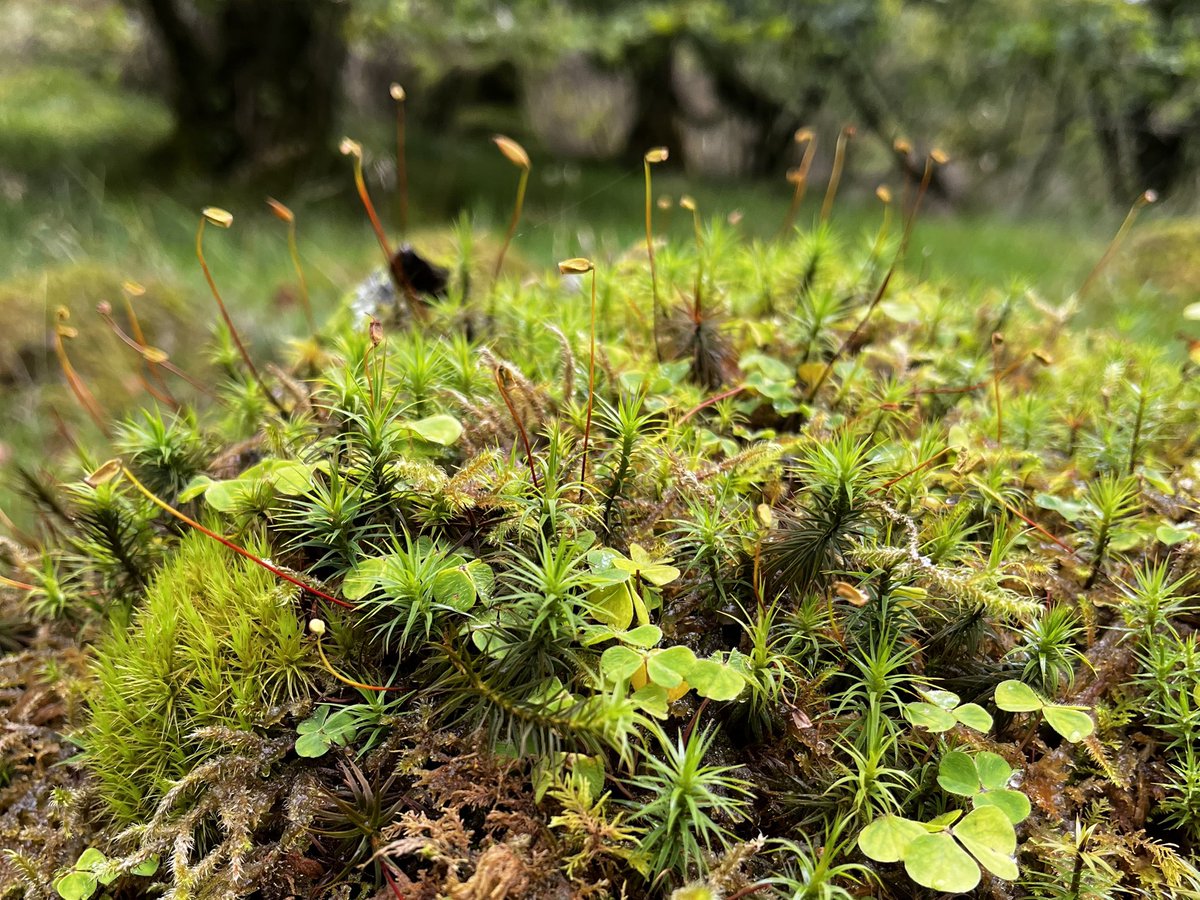 After a long, hot Summer it’s nice to have taken a break with some cooler (and damper!) weather at our favourite little spot in Cumbria…it’s hard to beat a good dose of Vitamin ‘N’ on the fells! 💚⛰️🍂🌦️🍃🥾💚 #gardenersonholiday