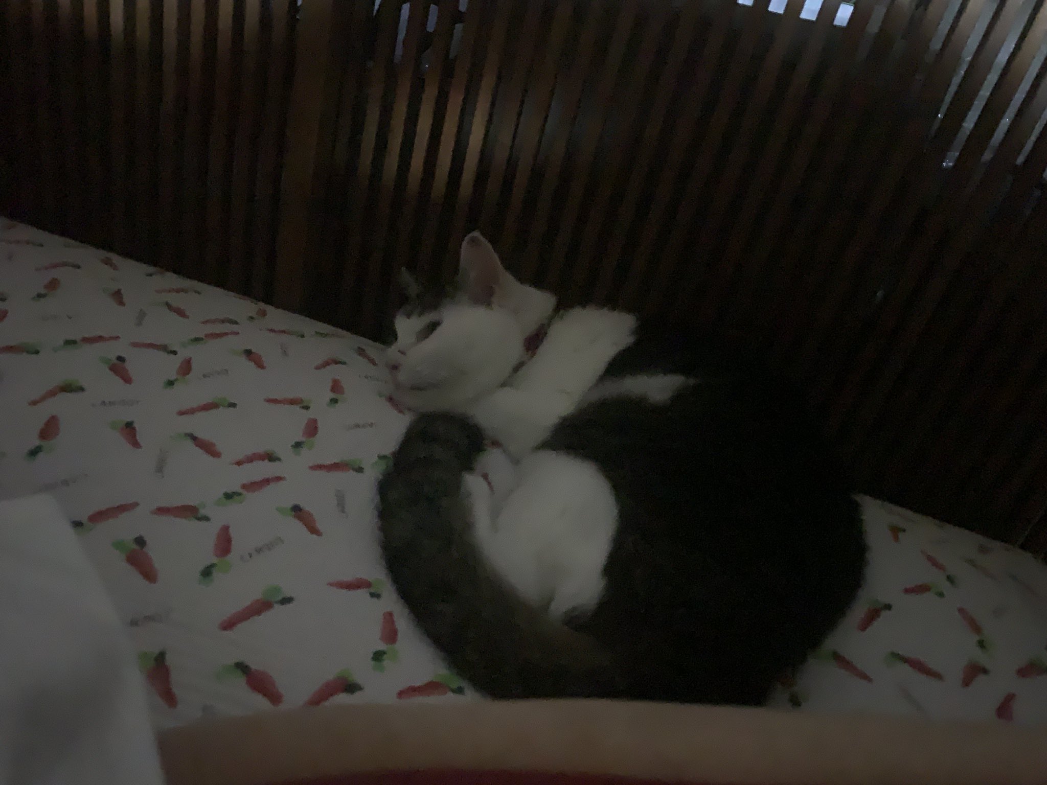けあねこ(=^・^=) Amazon.co.jp: リアルシリーズ 日本製 リアルな猫のぬいぐるみ