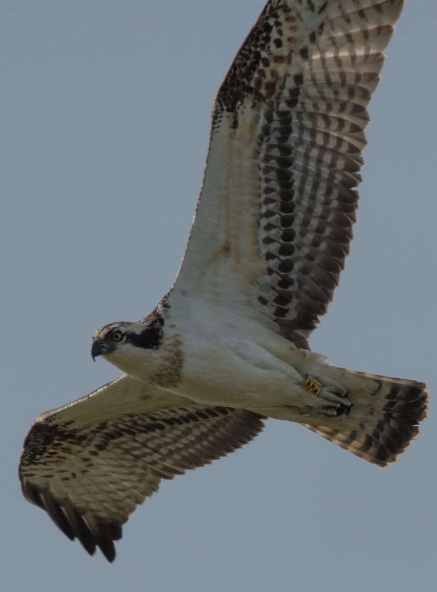 Peter Joyce tweet media