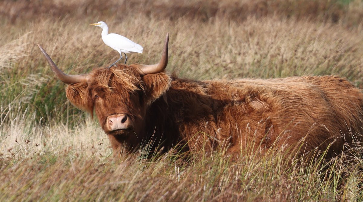 A Norfolk Cattle Egret doing exactly what they are supposed to do, now a daily sight in north Norfolk