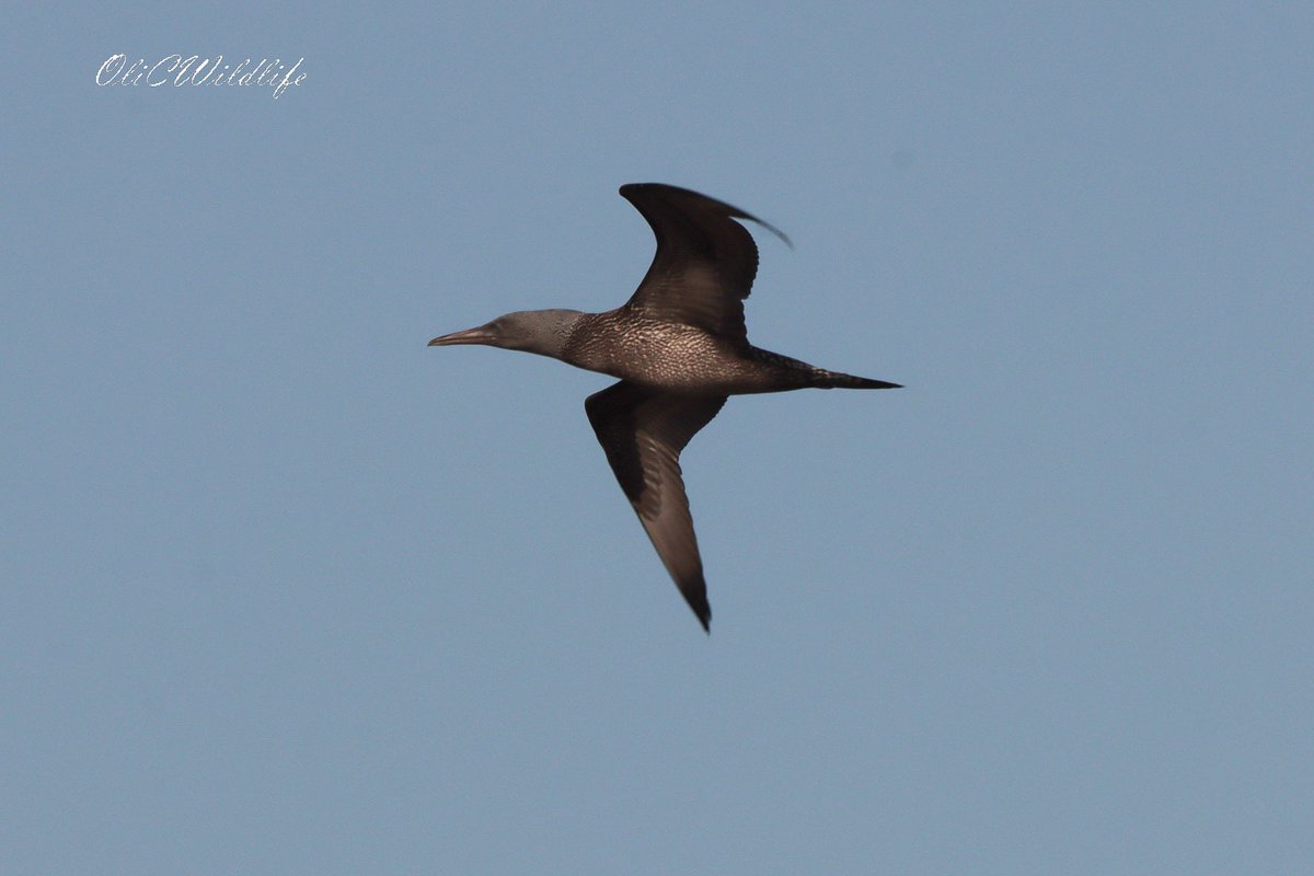 There was lots of good birds in North Norfolk, on top of the Wader Spectacle. These included RN Phalarope, 3 Glossy Ibis, Wood, Curlew, &amp; Pectoral Sandpipers, Little Stints, Gannets, 3 Turtle Dove, and 60+ Spoonbill! <a href="/SwallowBirding/">Swallow Birding & Wildlife</a> #Birds #Birding #UKBirding
