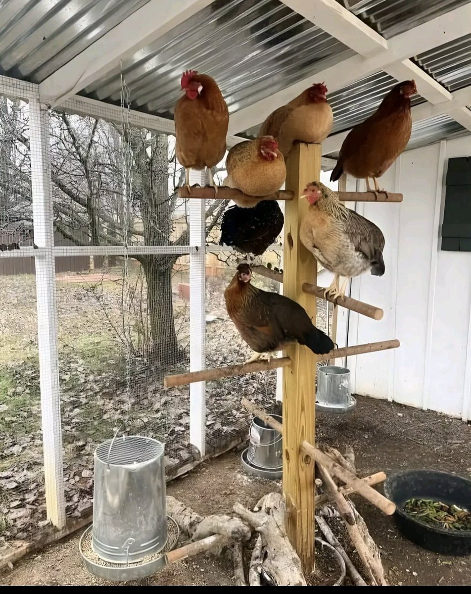 Equipollo⭐️⭐️⭐️ tweet media