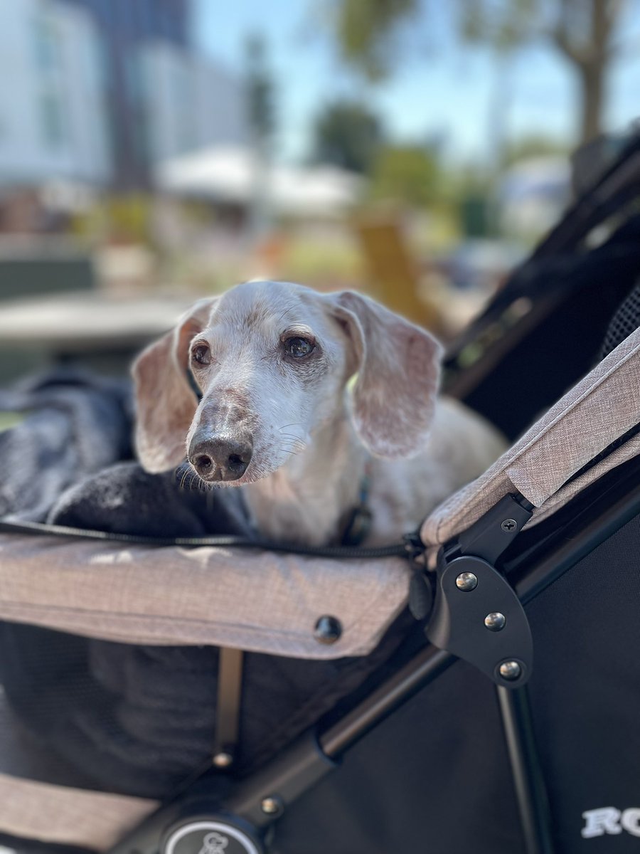 This is my new friend, Otis. He’s 19. And he’s a sweet, sweet boy. He has his own stroller. I need to talk to talk to my admin immediately!