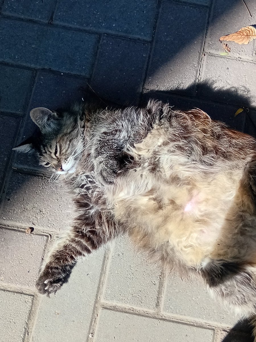 Катерина Галич tweet media