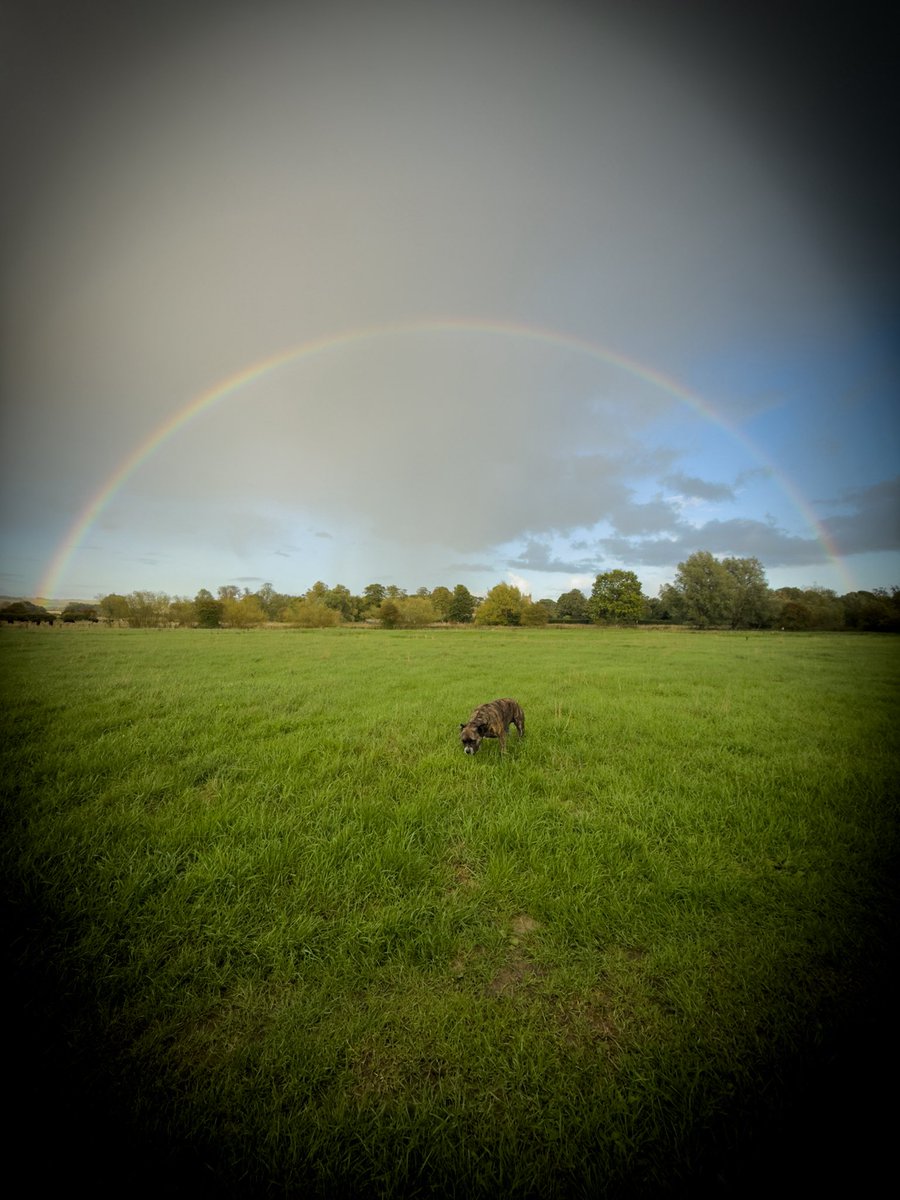 BensonDotCoach's tweet image. Me and the dog went for a walk in the rain. We were rewarded with something to smile about. A memorable recalibration station 💭💛

#rainbow #recalibration #dogwalk