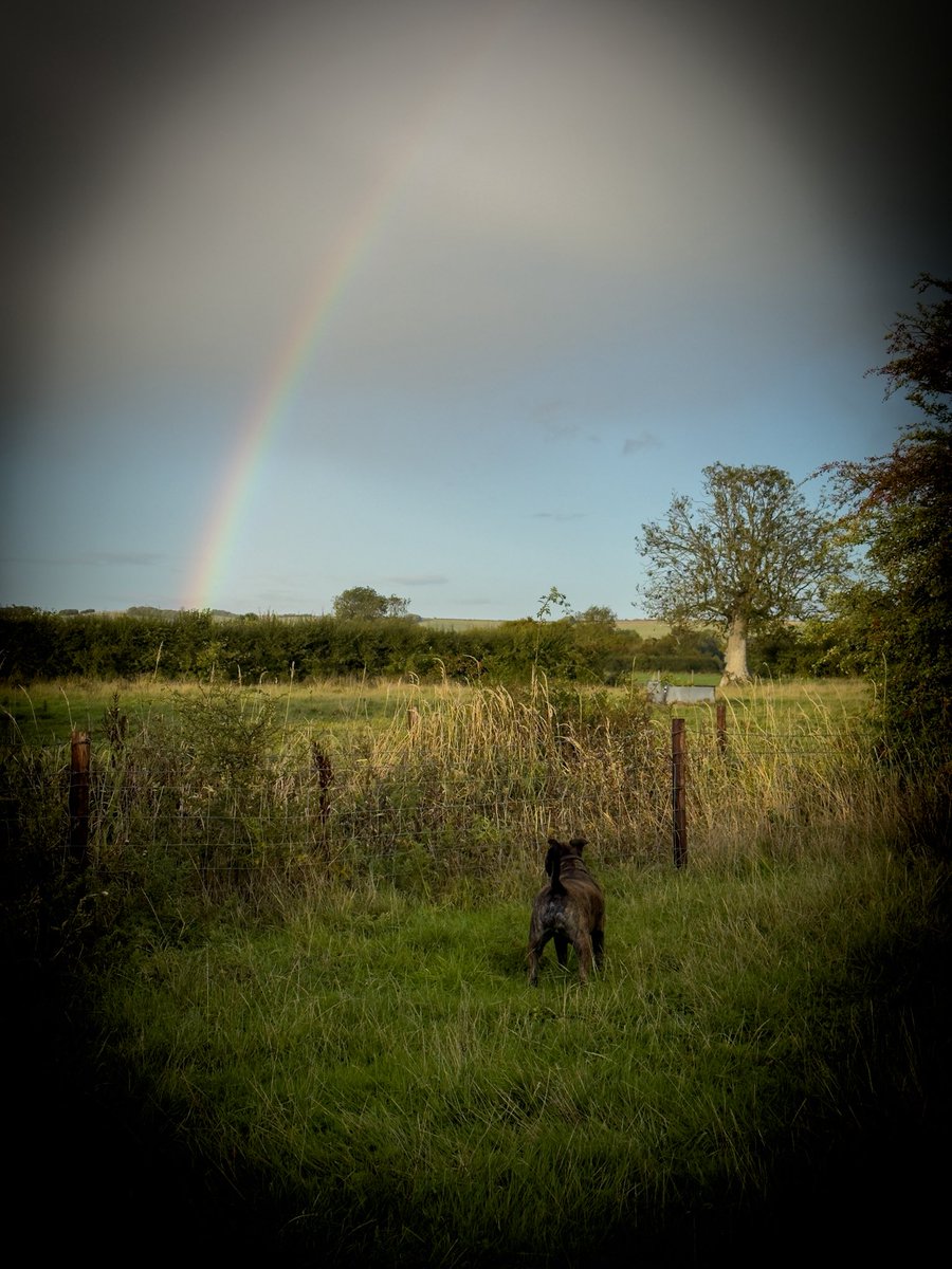 BensonDotCoach's tweet image. Me and the dog went for a walk in the rain. We were rewarded with something to smile about. A memorable recalibration station 💭💛

#rainbow #recalibration #dogwalk