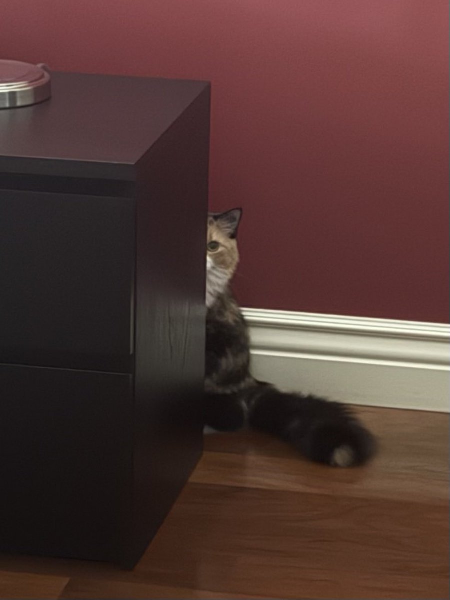 AuthorDiamond's tweet photo. Somebody’s watching me! #caturday #cats #catsoftwitter https://t.co/yhqSM6WyHf