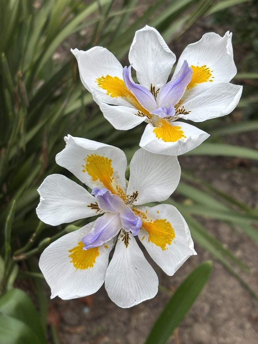 LonaB's tweet photo. Welcoming #spring in our garden. Clivias are starting to flower in time for Mario's arrival home tomorrow after 9 long weeks away . Clivias are a Beautiful reminder always of our wedding day anniversary 23/09 https://t.co/HucY4nVfoB