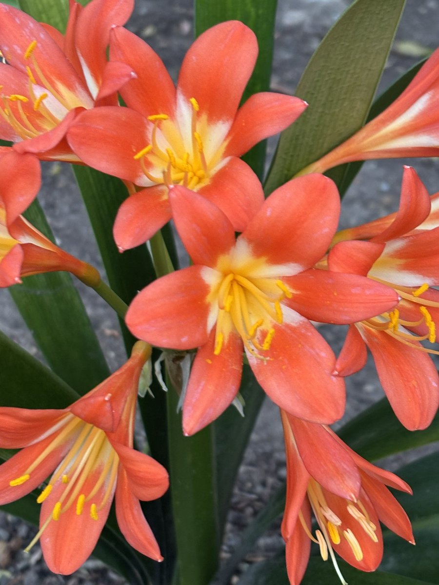 LonaB's tweet photo. Welcoming #spring in our garden. Clivias are starting to flower in time for Mario's arrival home tomorrow after 9 long weeks away . Clivias are a Beautiful reminder always of our wedding day anniversary 23/09 https://t.co/HucY4nVfoB