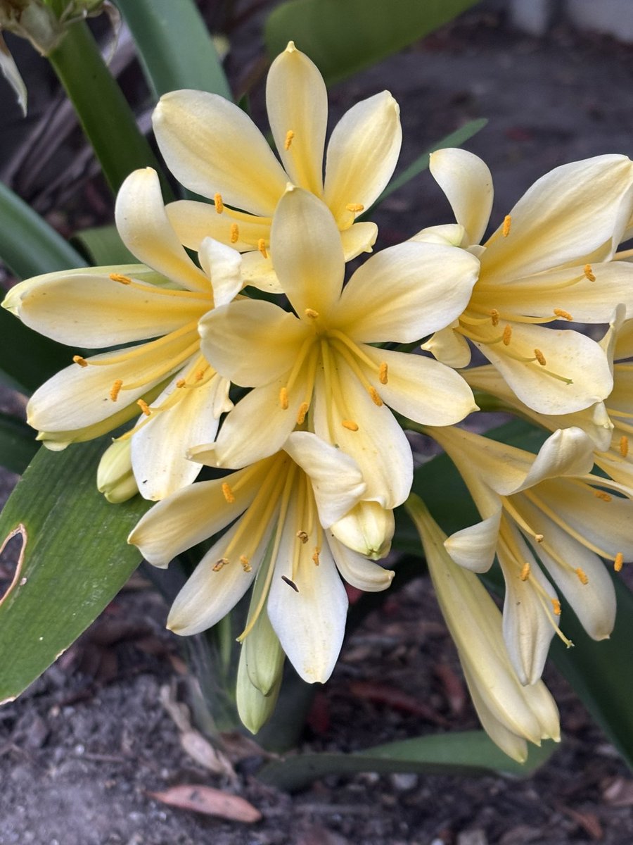 LonaB's tweet photo. Welcoming #spring in our garden. Clivias are starting to flower in time for Mario's arrival home tomorrow after 9 long weeks away . Clivias are a Beautiful reminder always of our wedding day anniversary 23/09 https://t.co/HucY4nVfoB