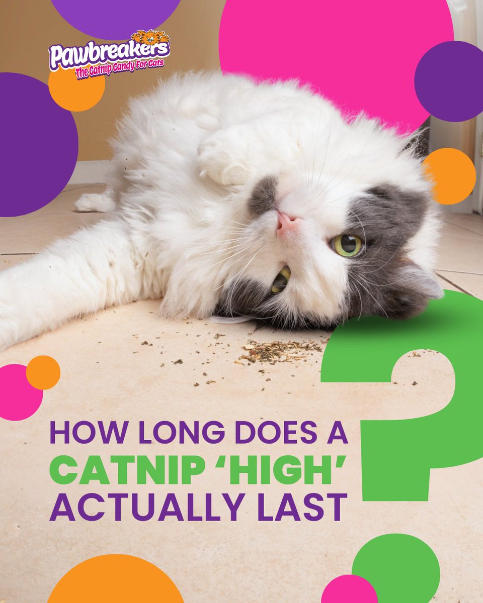 MrCatnip_222's tweet image. Your kitty’s high-energy zoomies will only last 10–15 minutes before they casually strut away like nothing happened. No withdrawals, no OD risk, just pure, harmless fun on repeat!
Source: Animal Behavior College, animalbehaviorcollege.com
wix.to/cj1YVuf
