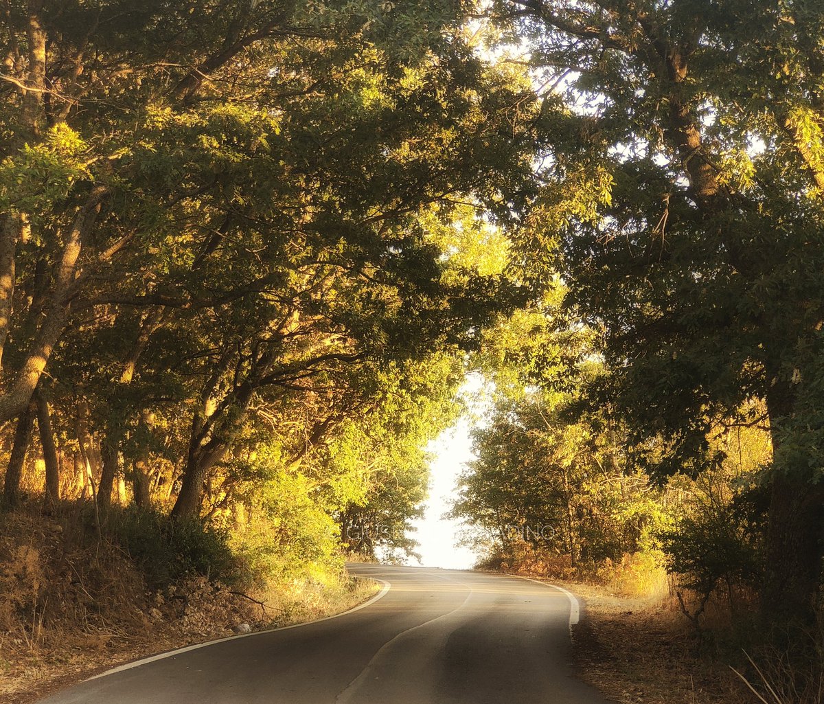 Impressioni di settembre 🌿🍂

#ImpressioniDiSettembre #MagiaDelBosco #ColoriDAutunno #AtmosfereDItalia #StradeNelBosco #PaesaggiItaliani #BoschiIncantati #FoglieDoro #VitaDiPaese #BorghiItaliani #ScorciDAutunno #AutunnoInItalia #NaturaCheParla  #GoldenHourMagic #PiccoliBorghi