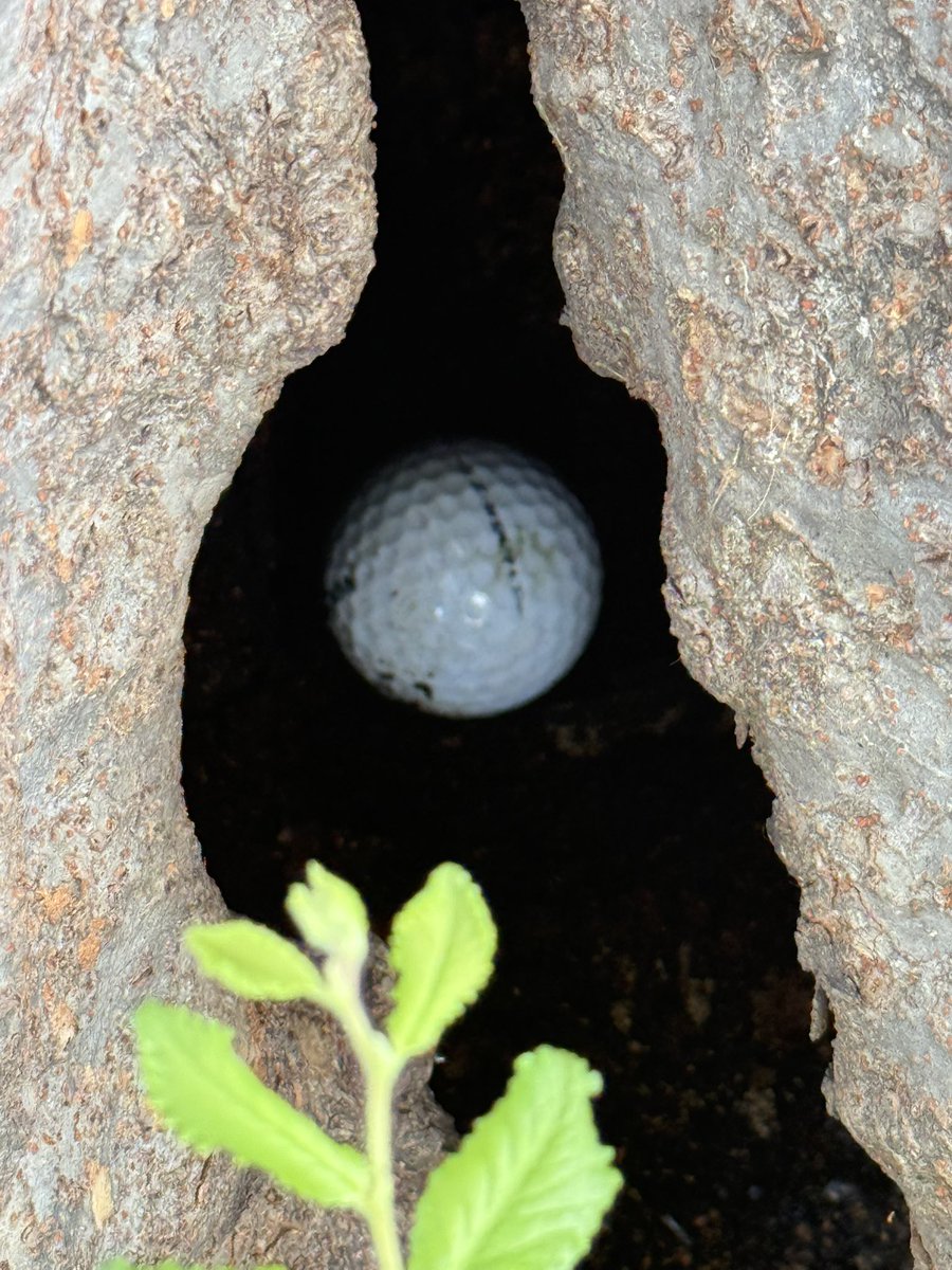 My brain and my <a href="/SrixonGolf/">Srixon</a> Z-Star: “Either side of the tree is fine. Just get it back onto the fairway.”
My hands and my <a href="/TourEdgeGolf/">Tour Edge Golf</a> 4-iron: “Hold my (root) beer.” #golf