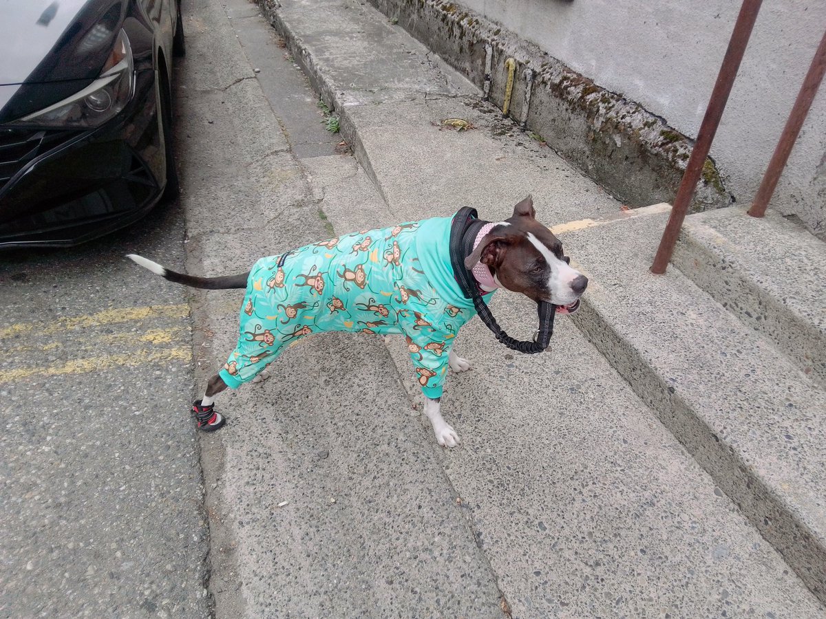LebrockTony's tweet photo. Madam Riley's Going🏡💙🐾
#goinghome #pittiestance #homecomming #dogswelove 
#dogsarefamily #dogqueen
#dogsareprecious #dogs365
#MadamRiley https://t.co/JZCJKgs6k4