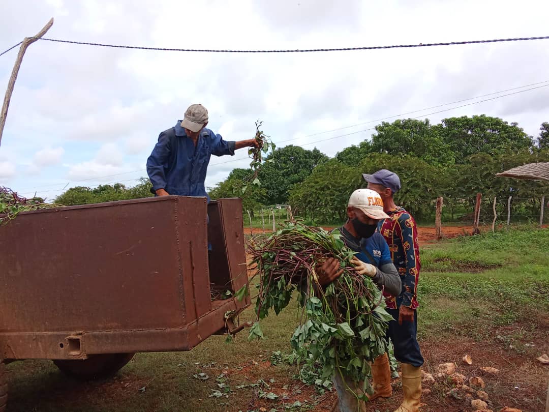 Varios frentes de trabajo hoy en la <a href="/Agrop_BanaoSSP/">Empresa Agropecuaria Banao Sancti Spíritus</a> de #SanctiSpíritusEnMarcha #LaLuchaNoHaCesado #AgriculturaCubana <a href="/YdaelB/">Ydael Pérez Brito</a>