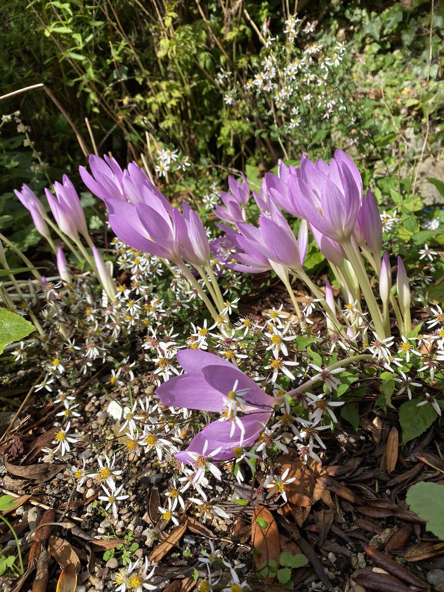 Colchicum ‘William Dykes’ with a floppy Eurybia divaricata ‘Beth Chatto’. I rather like the effect though. #fairviewyearround