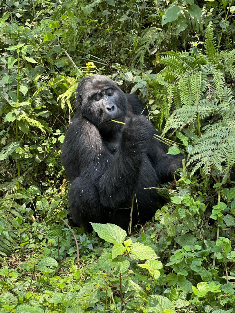 Mwitu Tours and Travel 🏔️🕊️🌲 tweet media