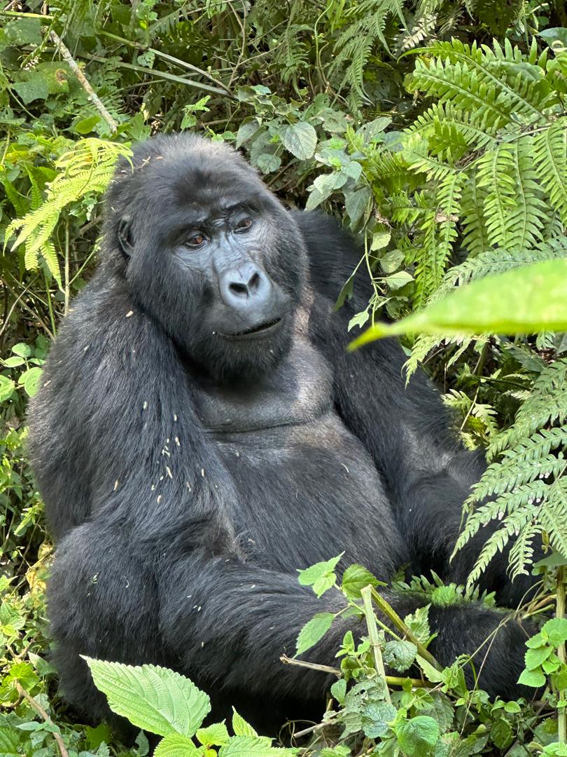 Mwitu Tours and Travel 🏔️🕊️🌲 tweet media