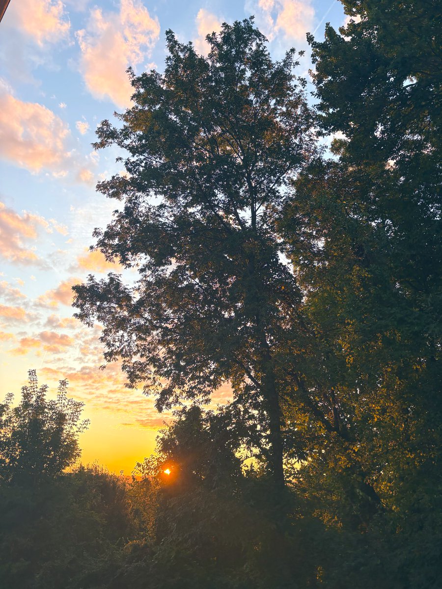 🌻 (@snflower500) on Twitter photo 