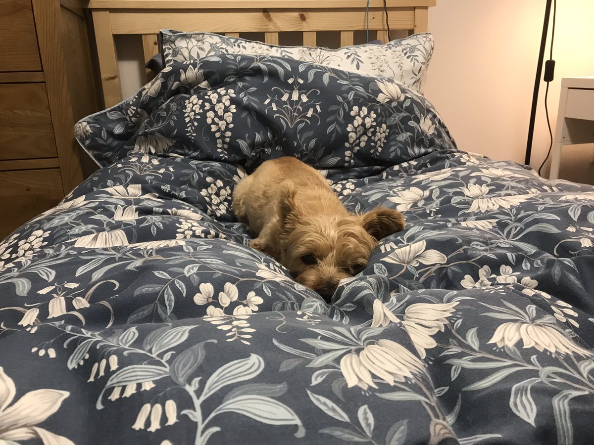 Всем хорошим людям хороших снов (а кто пришел после отбоя, пусть спит на коврике😜)