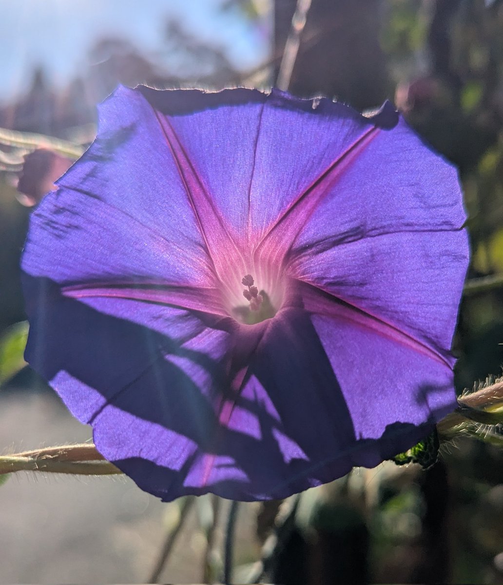 Sol4tr33s's tweet image. Isn't the morning glorious ? 💜😁