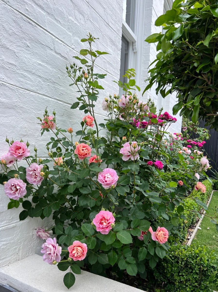 halisumar's tweet image. 🌸💖Somewhere in every garden,
there is a wildflower breaking through, teaching us the art of daring to be free.🌼🌈