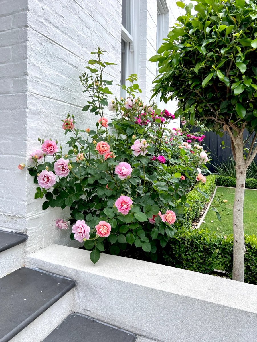 halisumar's tweet image. 🌸💖Somewhere in every garden,
there is a wildflower breaking through, teaching us the art of daring to be free.🌼🌈