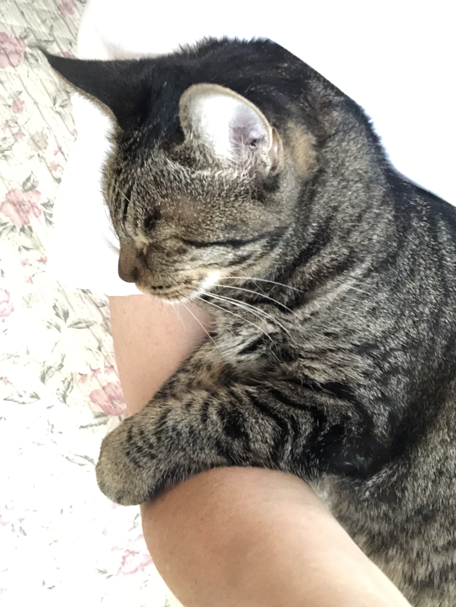 猫 maxresdefault.jpg