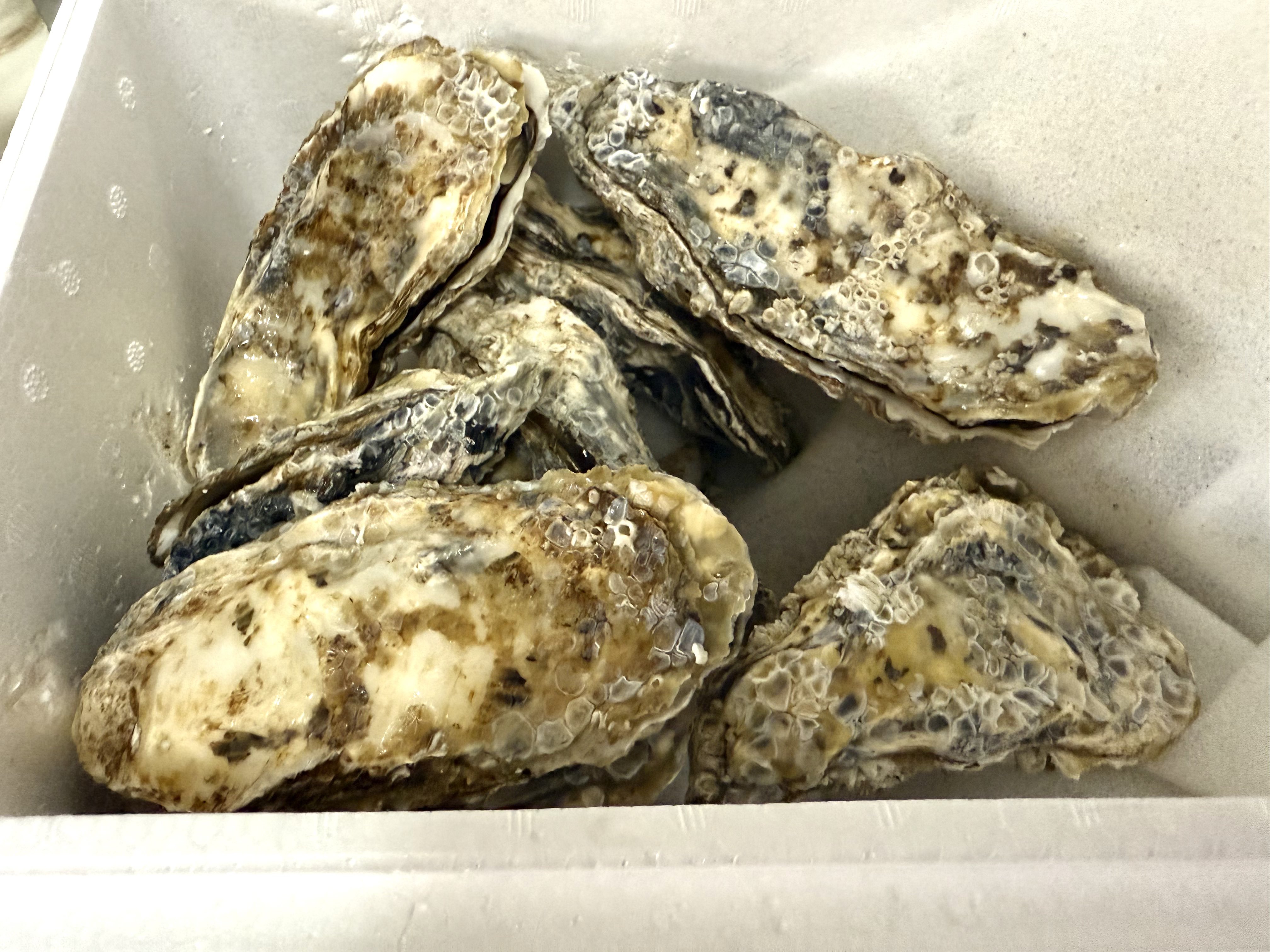 生牡蠣_mania 生牡蠣_mania Oyster Mania 〜Japanese Kaki Bar