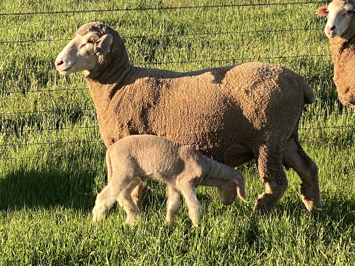 Kerin_Ag's tweet image. “MERINO EVOLUTION” 
September 24 drop ewe lamb 
The gap between terminal and maternal genetics gets thinner each year.

  #sheepcentral
 #beefcentral
#ep3
#rma
#abclandline
#kerinpollmerino
#forflockssake
#nextgenagri
#optiweigh
#MLA
#AWI
#merinoWA
#merinowool
#bestwoolbestlamb