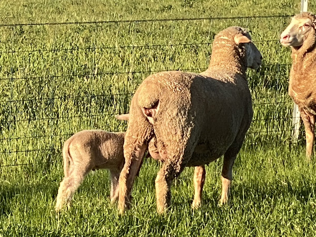 Kerin_Ag's tweet image. “MERINO EVOLUTION” 
September 24 drop ewe lamb 
The gap between terminal and maternal genetics gets thinner each year.

  #sheepcentral
 #beefcentral
#ep3
#rma
#abclandline
#kerinpollmerino
#forflockssake
#nextgenagri
#optiweigh
#MLA
#AWI
#merinoWA
#merinowool
#bestwoolbestlamb