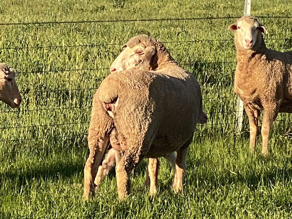 Kerin_Ag's tweet image. “MERINO EVOLUTION” 
September 24 drop ewe lamb 
The gap between terminal and maternal genetics gets thinner each year.

  #sheepcentral
 #beefcentral
#ep3
#rma
#abclandline
#kerinpollmerino
#forflockssake
#nextgenagri
#optiweigh
#MLA
#AWI
#merinoWA
#merinowool
#bestwoolbestlamb