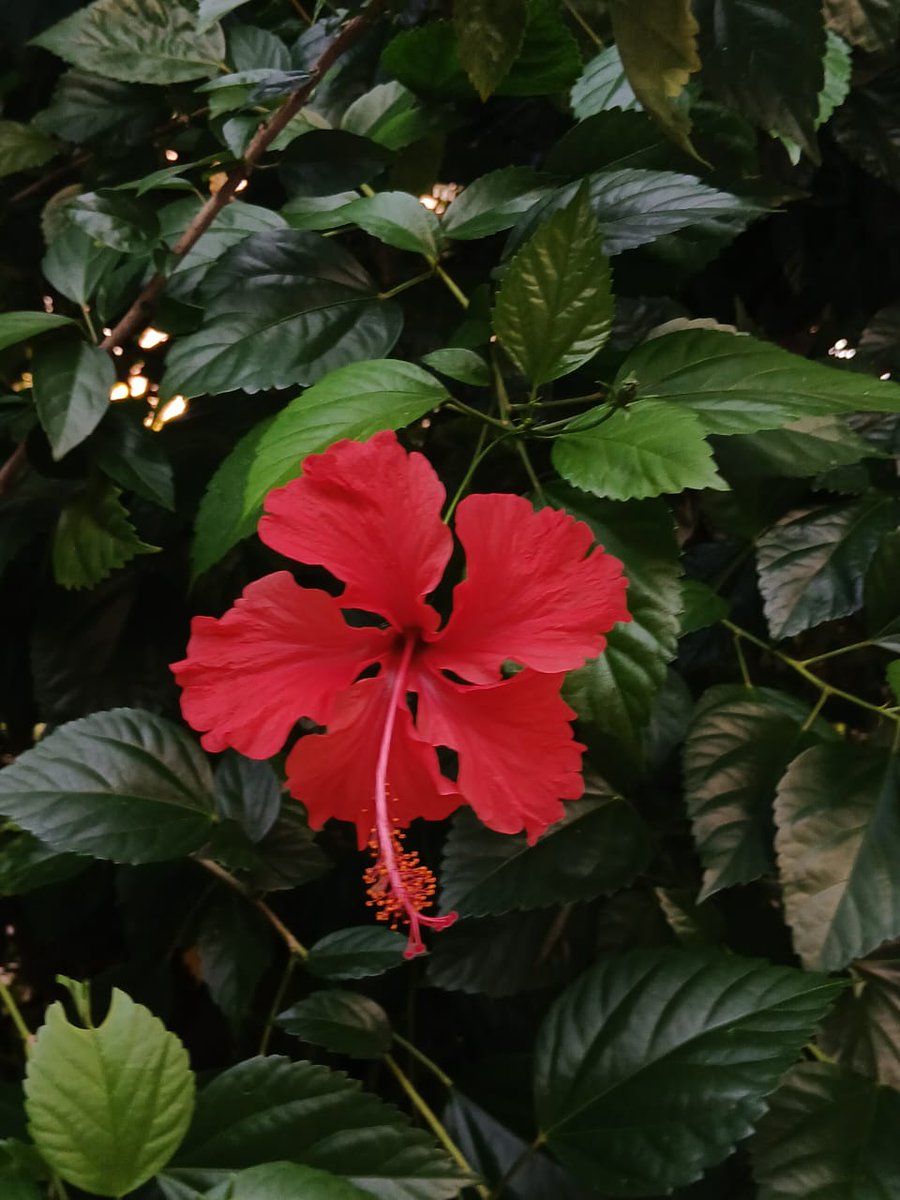 Aditya Sharma tweet media