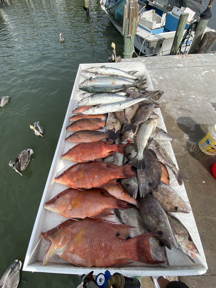 josephrochow's tweet image. hogfish 🎣