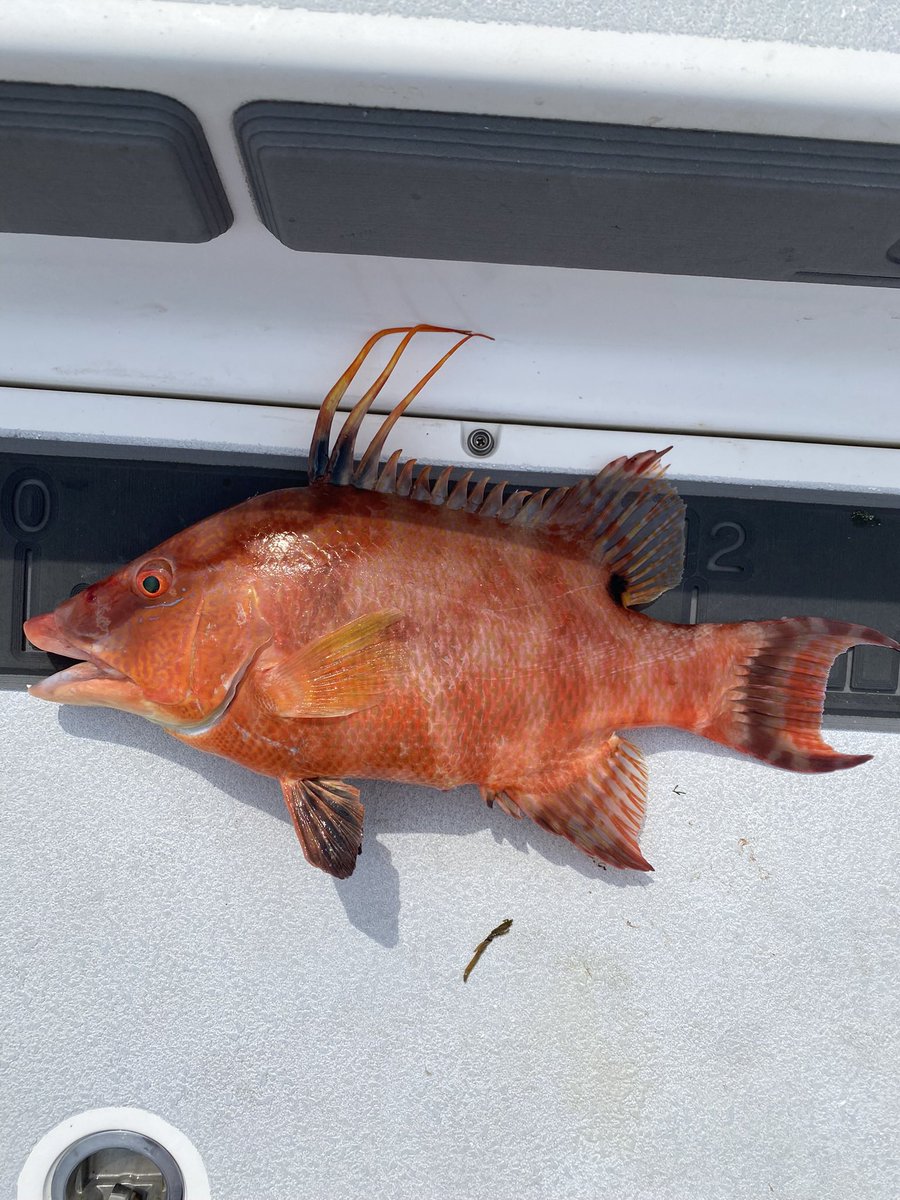 josephrochow's tweet image. hogfish 🎣