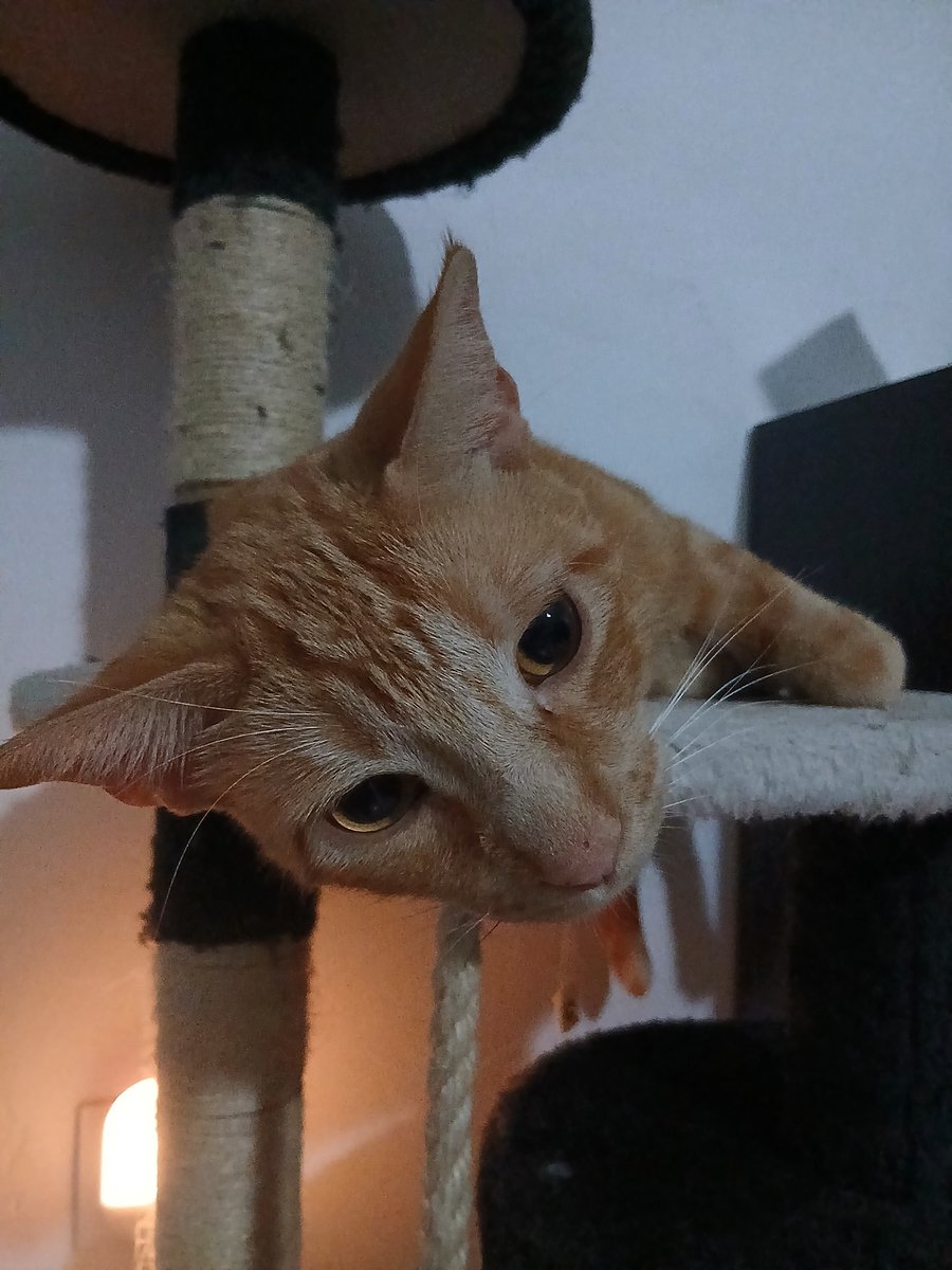 Felinarium_'s tweet photo. Mirad esa carita. 😻 https://t.co/tNex6V882F