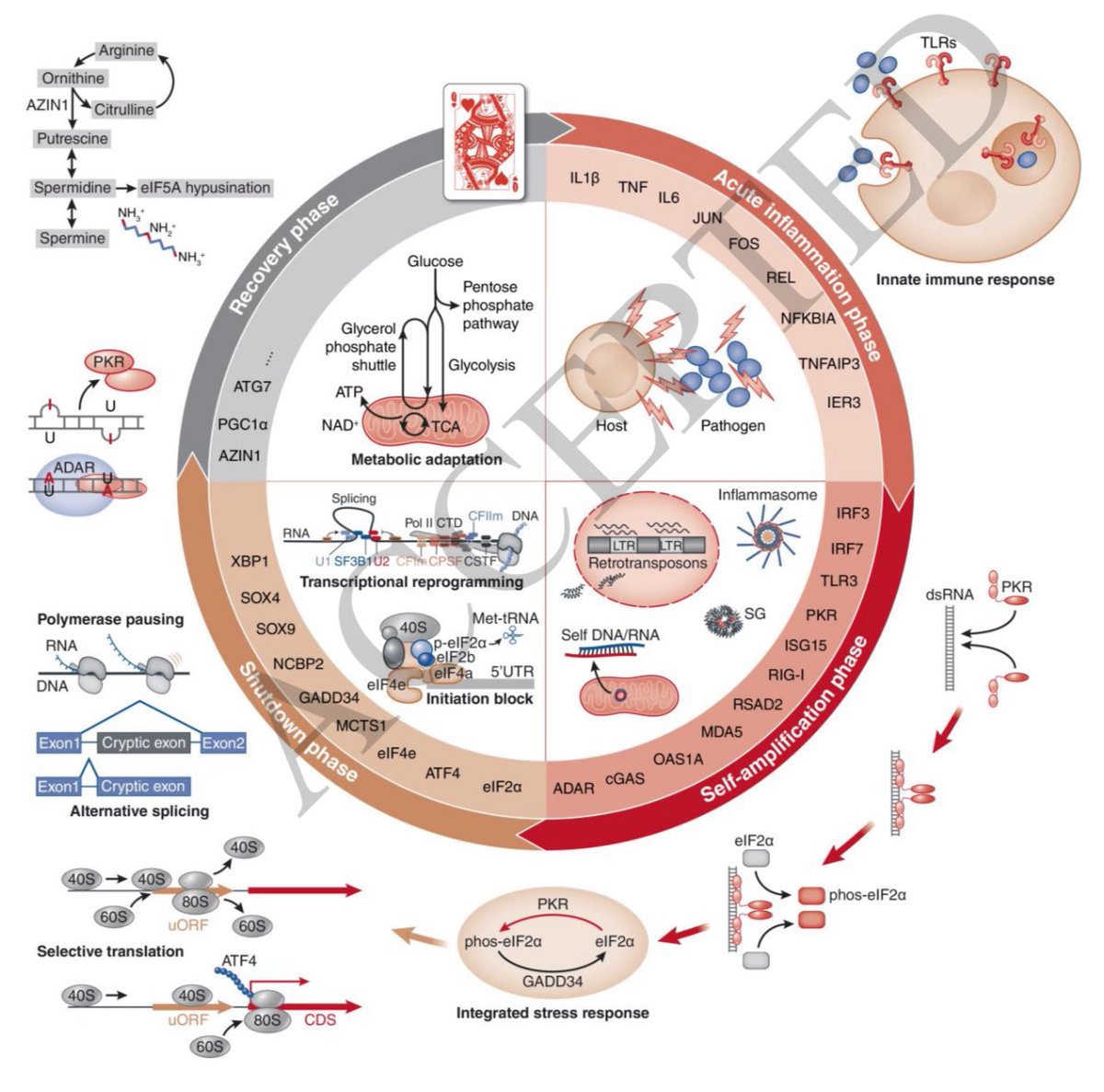 La sepsis es la etiología más frecuente de lesión renal aguda, hoy se describen 4 fases moleculares para explicar su fisiopatología, noten la carta de la reina🃏, explica la evolución y adaptación microbiana, que será nuestro peor enemigo en 2050

JASN 2025
10.1681/ASN.0000000809