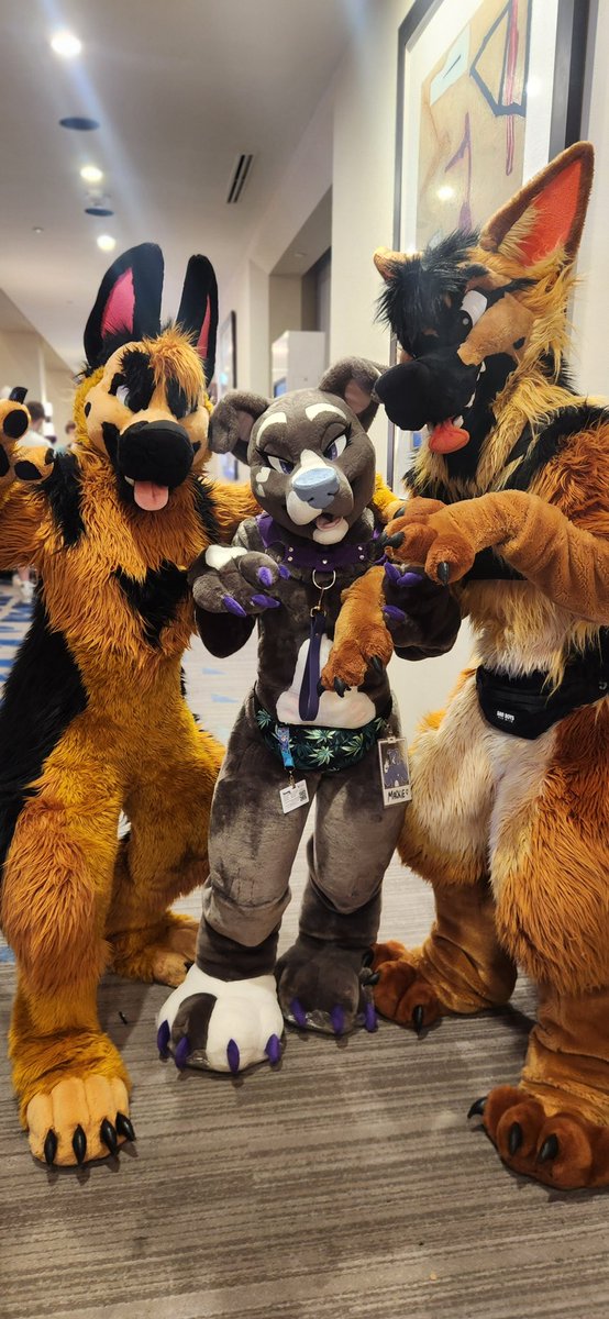 Pit bulls + Sheps = playful chaos 

#FursuitsFriday