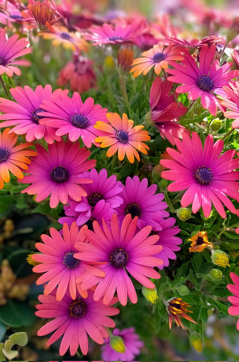 NikolaDiredja3's tweet image. It&apos;s Sunday, guys... 

Good morning 🌞🌱🌺

Have a wonderful break! 

#HappySunday 
#SpringVibes