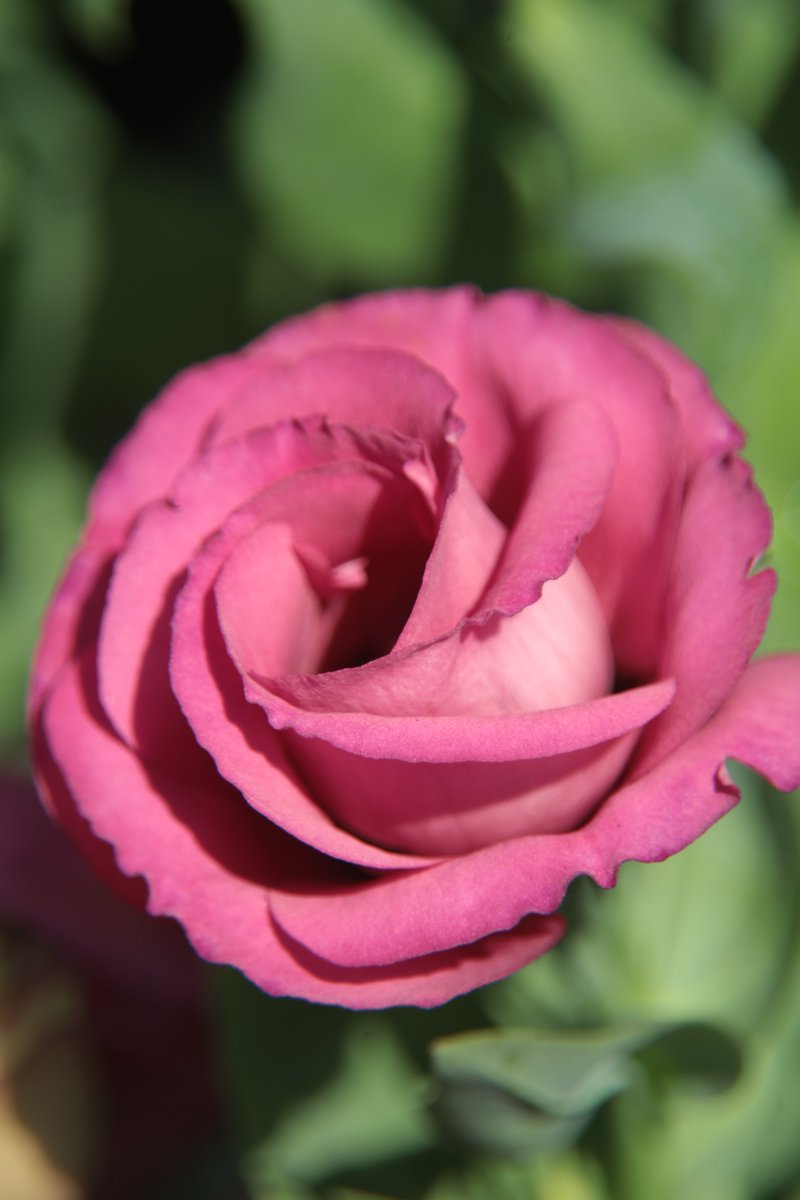 Eustoma 😊 

#Eustoma #Lisianthus #PrairieGentian