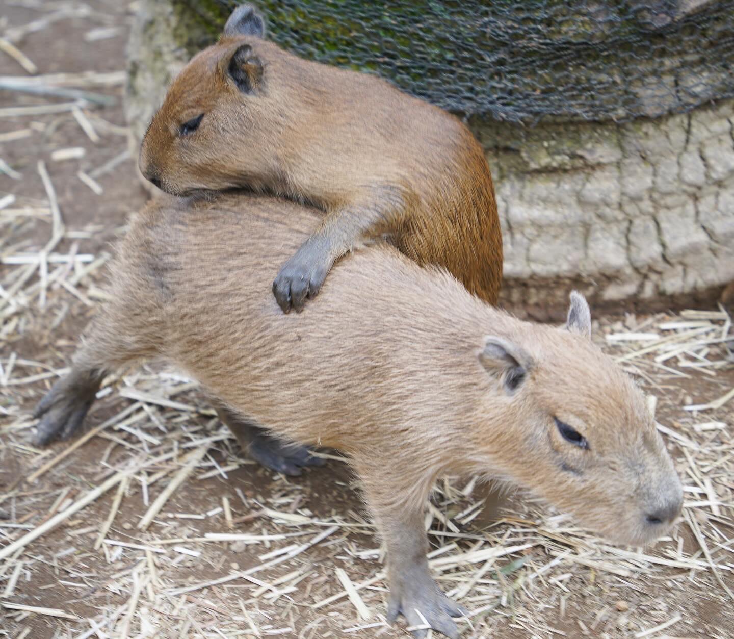 苔むす木工 カピバラ 苔むす木工 カピバラ 苔むす木工 | / . obscure animals #木工