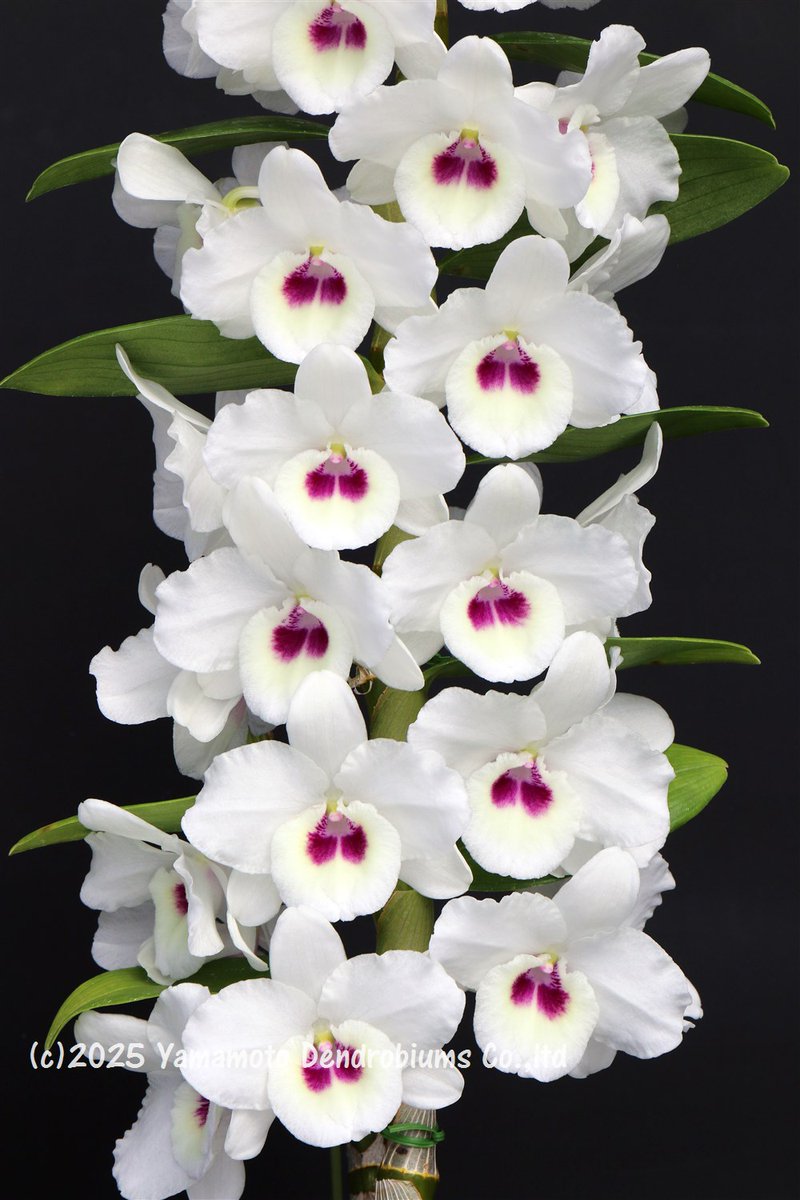 YDendrobium's tweet photo. ✨The finest Dendrobiums, grown for global production.
Den. Snow Beauty 'Elen'
For inquiries, please contact info@dendrobium.net.
🌸 #Dendrobium #Orchid #Flower #NewVariety #OrchidLover #QualityFirst #BloomingBeauty https://t.co/6zkAVkZWJ4