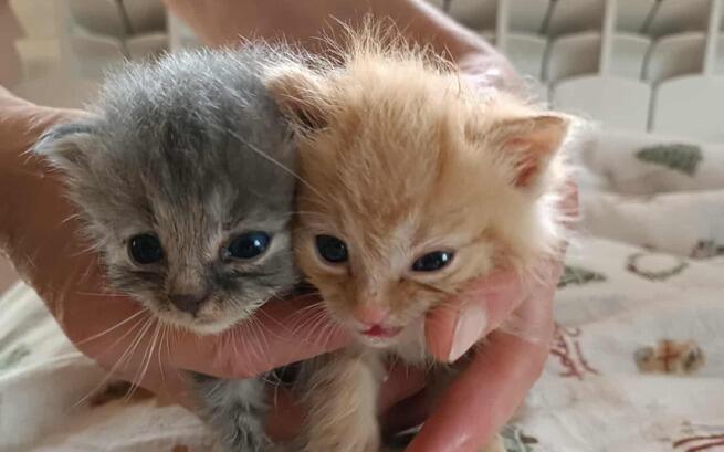 Oto 5 kolejnych kocich maluszków na pokładzie <a href="/F_FELINEUS/">Fᴜɴᴅᴀᴄᴊᴀ Fᴇʟɪɴᴇᴜs</a> 
Pomóc możesz na wiele sposobów :
❤️przyjmując je do domu tymczasowego, 
❤️adoptując, 
❤️wspierając leczenie 
❤️lub choćby kupując puszkę mleka.
Każdy gest ma znaczenie.
Ich historię znajdziesz tu 
ratujemyzwierzaki.pl/5-kociat