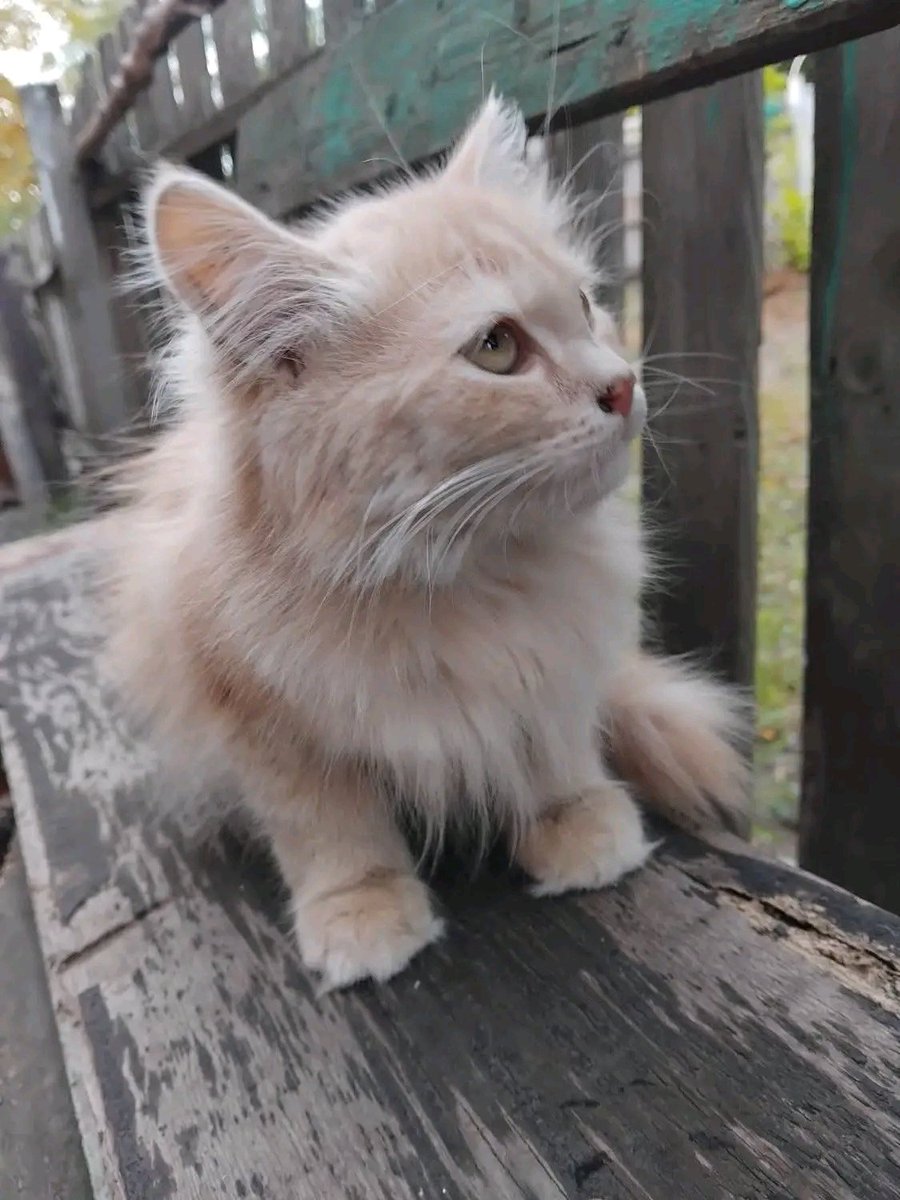 Проня Прокопивна tweet media