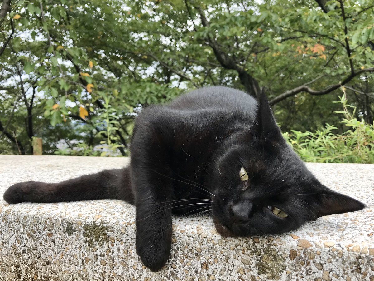 にゃんた mofusand ジャバラウォッチ(サメにゃん) | mofusandもふもふ