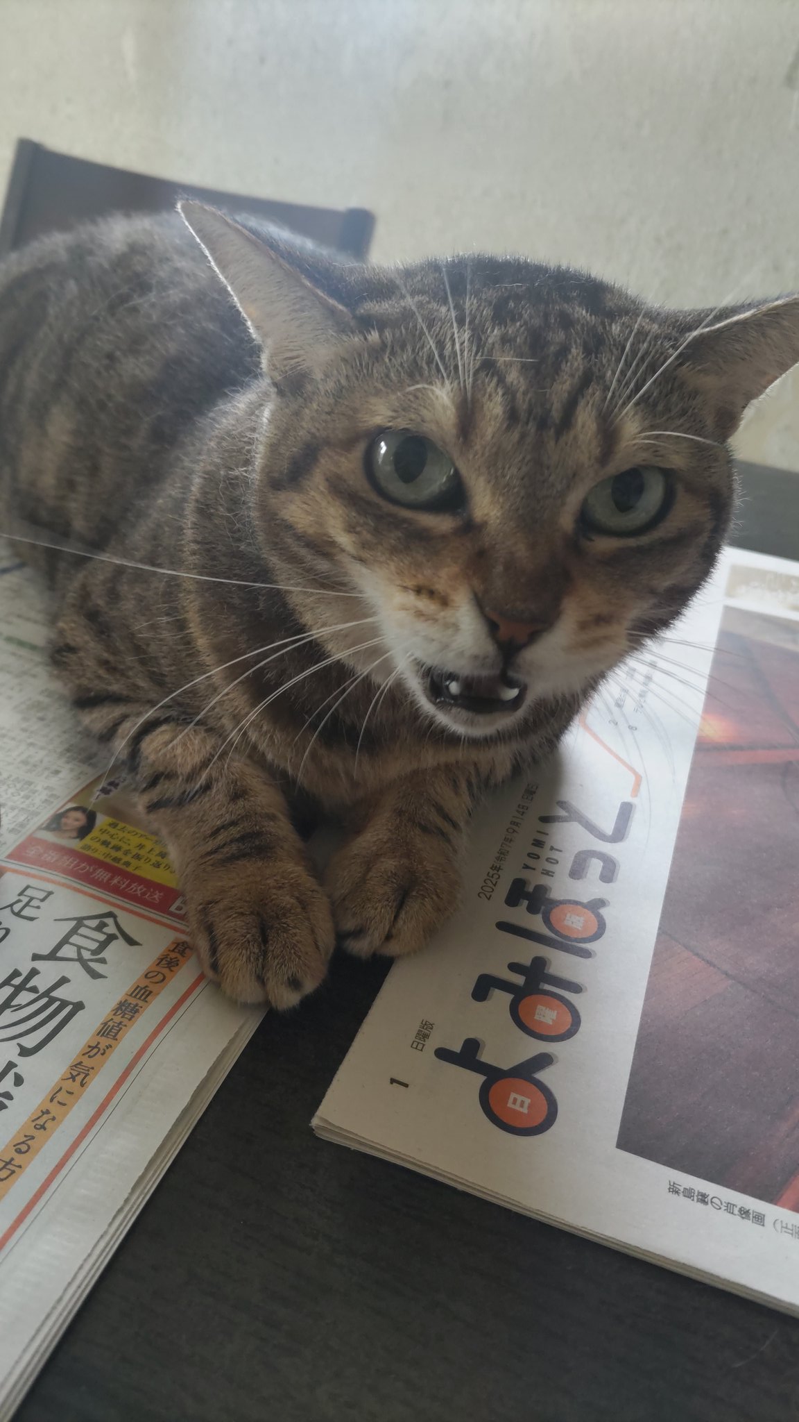 こねこ様♡ありがとうございます♡ Amazon.co.jp: 薬師窯 錦彩 鈴音お金 招き猫 高さ8cm にしだ