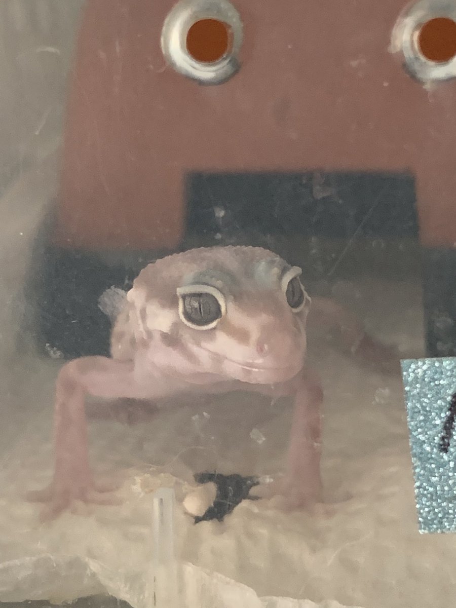 おはようございます😃
コオロギ🦗を待ってるベビーがかわいい！こんなに小さかったけど大っきくなってきたね☺️
 #レオパードゲッコー 
 #爬虫類好きさんと繋がりたい